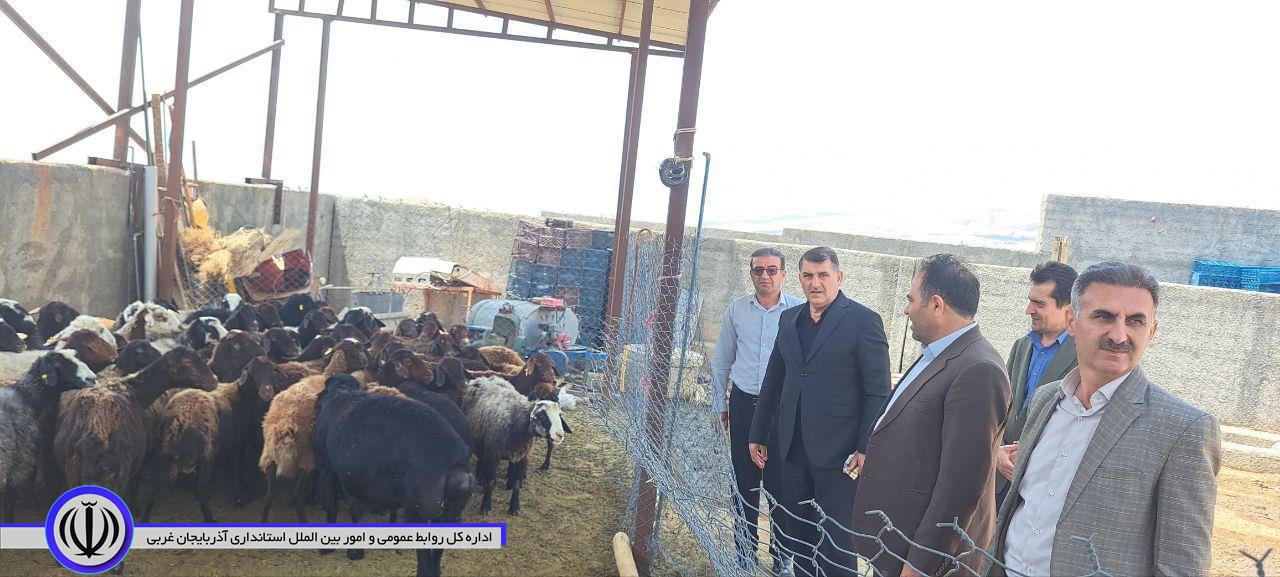 احیای واحد بره پرواری بیژن آباد