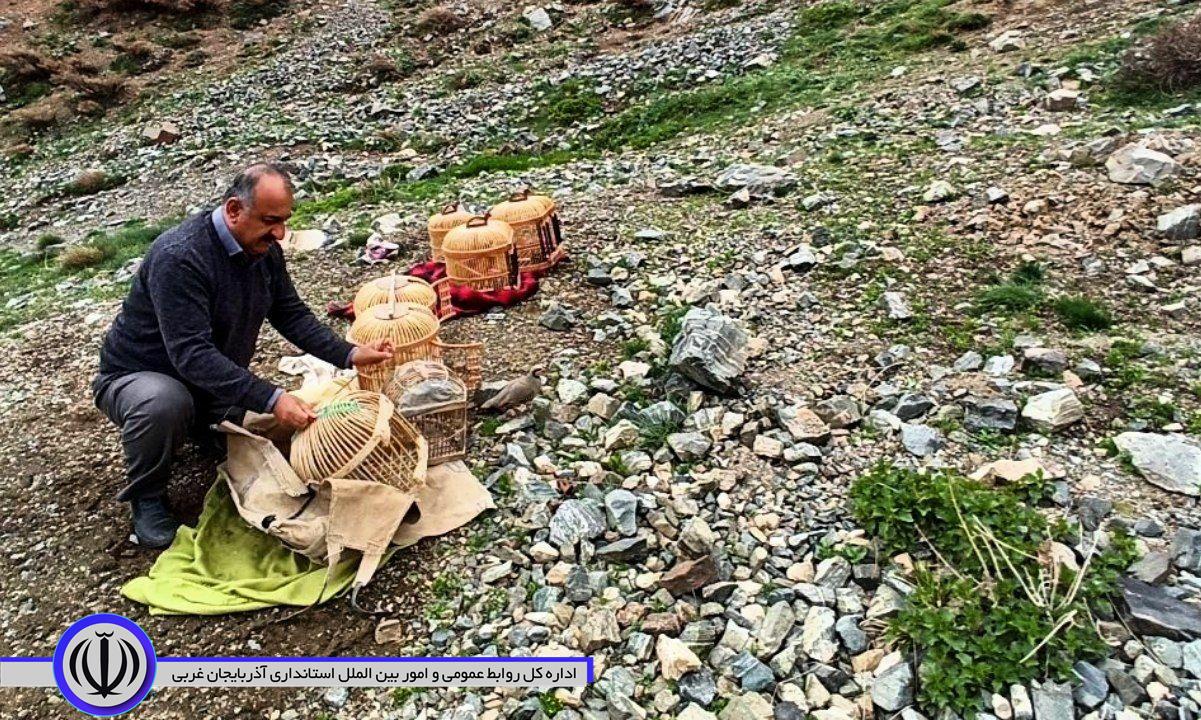 رها سازی 13قطعه کبک در اشنویه