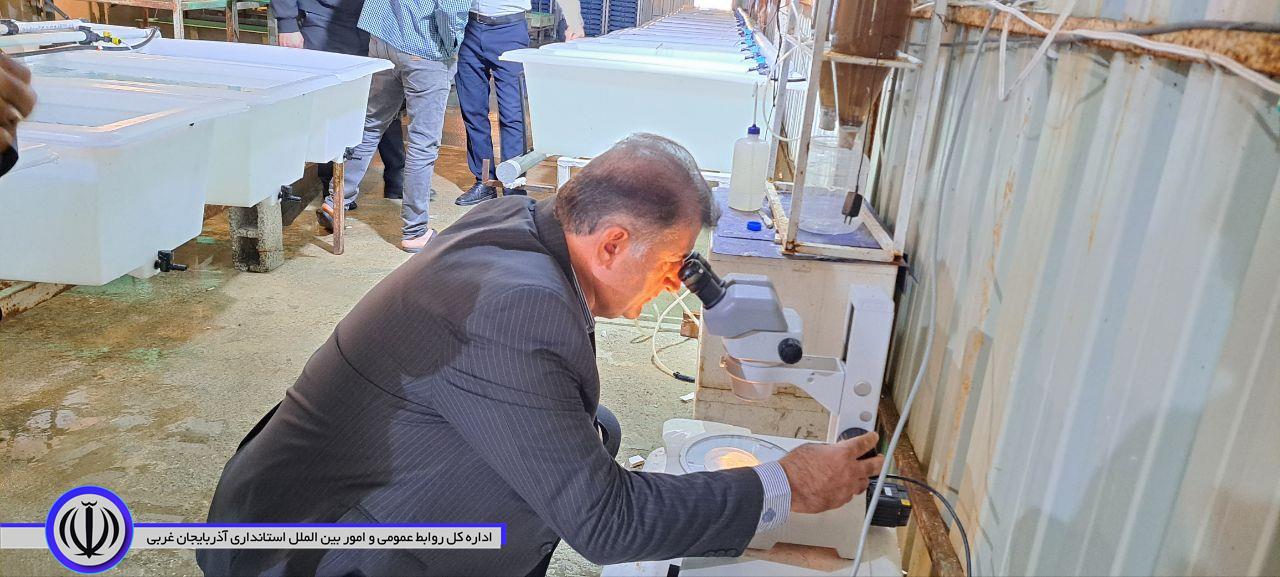 🔹بازدید سید علی ترابی فرماندار شهرستان اشنویه از فرایند تکثیر شاه میگوی آب شیرین در پرورش ماهی پی قلعه